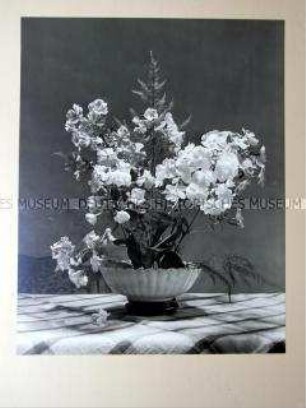 Keramikschale mit weißem Phlox - Auch im Kriege lassen wir uns die Freude an Blumen nicht nehmen