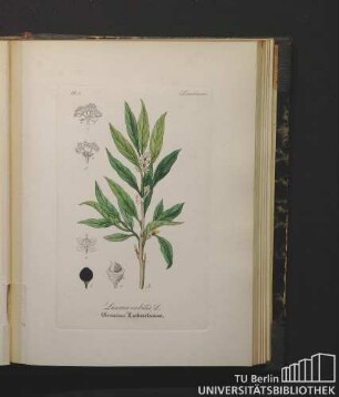 Laurineae. Laurus nobilis L. Gemeiner Lorbeerbaum.