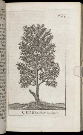 Cupressus Vulgaris.
