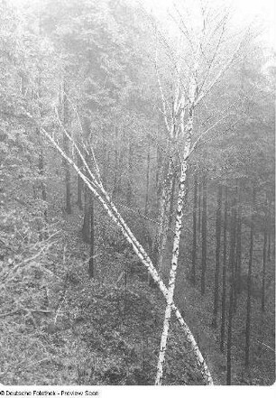 Sächsische Schweiz. Schrammsteingebiet. Birken im Wald