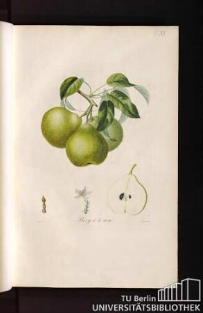 Pl. XX. Bezy de la motte.