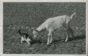 Ziege und Katze beäugen sich
