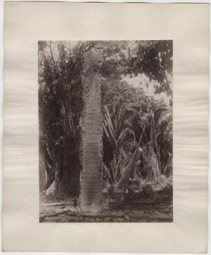 Stele 5 (F). Westseite. "Oben das gewöhnliche Zeichen der Überschrift. Großer Parallelismus mit der Ostseite derselben Stele."