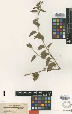 Cephalocroton cordofanum Hochst. [type]