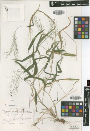 Panicum maximum Jacq.