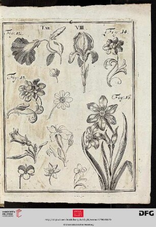 Tab. VIII [Blumen]