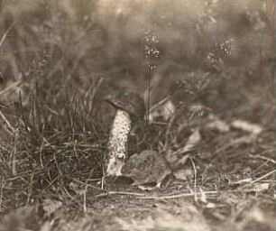 Feldmaus (Microtus arvalis Pallas) an benagtem Birkenpilz, Rohrbach bei Leipzig