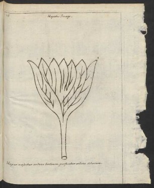 Hepatis Imago.