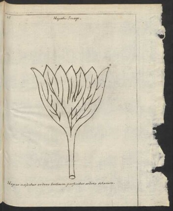 Hepatis Imago.