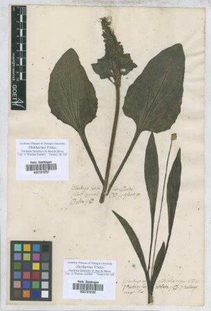 Plantago
