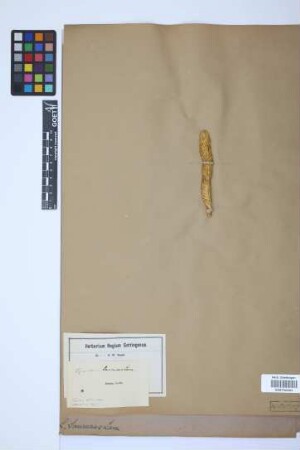 Phlegmariurus saururus (Lam.) B. &Oslash;llg.