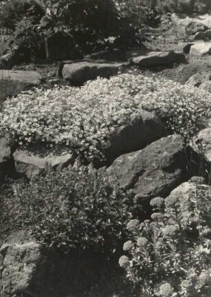 Schellerhau, Botanischer Garten. Hornkraut (Cerastium), Mitte und Fetthenne (Sedum) rechts vorn