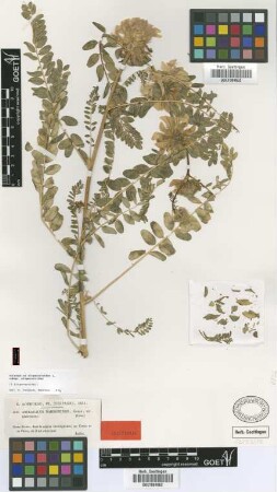Astragalus narbonensis Gouan var. Not on sheet glabrescens[isotype]