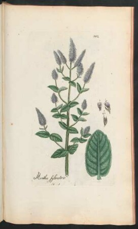 382. Mentha sylvestris