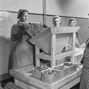 Konservenfabrik Vauka in Bramsche, Abfüllen von gefrosteten Pflaumen