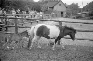 Pony-Nachwuchs im Karlsruher Zoo.