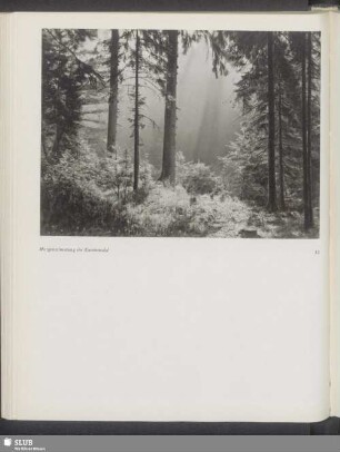 Morgenstimmung im Kammwald