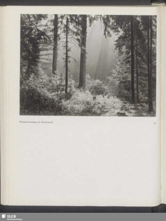 Morgenstimmung im Kammwald
