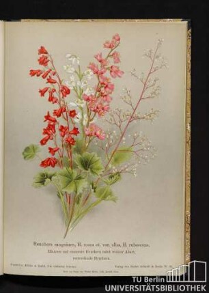 Heuchera sanguinea, H. rosea Zabel et var. alba, H. rubescens. Blutrote und rosenrote Heuchera nebst weißer Abart, rot werdende Heuchera.