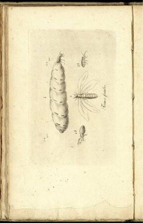 [9] Termes fatalis