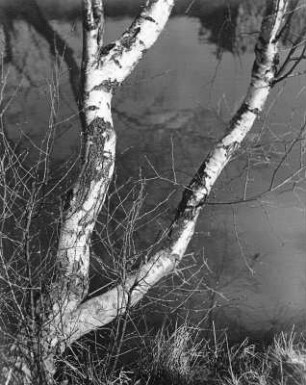 "Birken an der Wondreb"