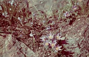 Schloss Eckberg, Park : Alpinum am Elbhang mit Kuhschelle (Pulsatilla sp.), Schloss Eckberg, Park