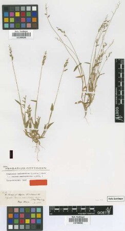 Panicum semiundulatum A.Rich. [isotype]