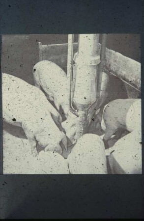 Fotografie: Fütterungstechnik, Mastschwein, Trockenfütterung, Dosiereinrichtung, Futtervorlage
