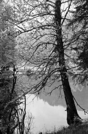 Weiher bei Hinterzarten mit einem Baum im Vordergrund