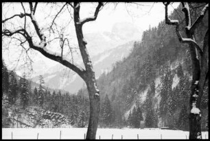 Hirschau: Blick gegen Mittagsfluh, Vordergrund Baum