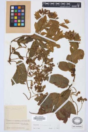 Convolvulus canariensis L.