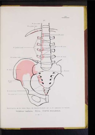 Insertioes musculorum.
