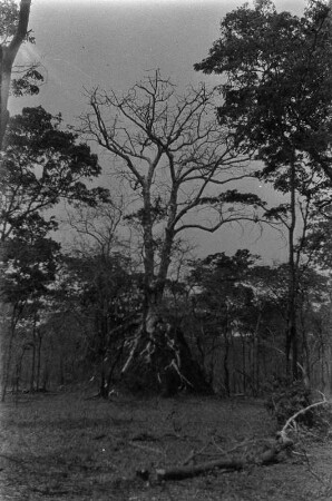 Bewachsener Termitenhügel : Ein großer Baum umklammert mit seinen Wurzeln einen Termitenhügel.