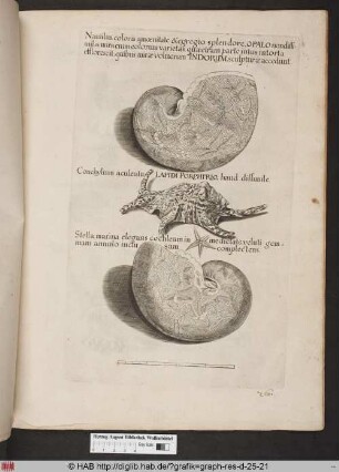 Nautilus, coloris amoenitate & egregio splendore, Opalo nondiffimilis, miraenim colorum varietas, quaetram parte intus intorta efflorescit, quibus mirae voluerum Indorum, sculpturae accedunt.