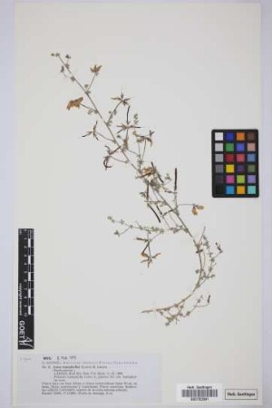 Lotus leptophyllus (Lowe) K. Larsen