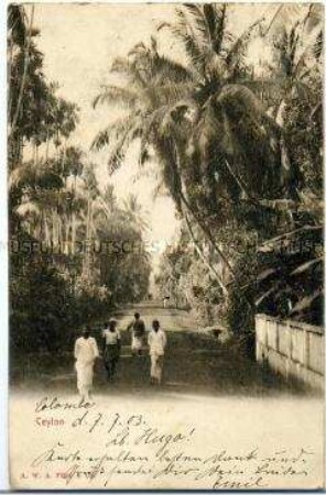 Ansicht aus Ceylon