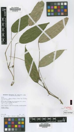 Anthurium ottobuchtienii Croat & Acebey [paratype]