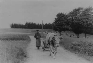 Ochsengespann eines Kleinbauern aus Bermsgrün : Ochsengespann eines Kleinbauern aus Bermsgrün