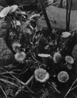 Korbblütengewächse (Compositae, Asteraceae). Gemeiner Huflattich (Tussilago fárfara). Blühender Bestand zwischen Schrottablagerung