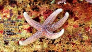 Asterias rubens Helgoland 2018