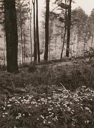 Waldmeister oder das Wohlriechende Labkraut (Galium odoratum) im Buchenwald