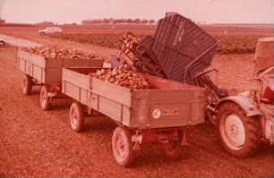 Fotografie: Transportgerät, Zweiachsanhänger, Zuckerrübenvollernter, Be- und Entladen