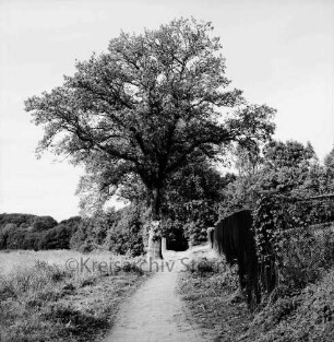 Grabauer See: Wanderweg mit Eichenbestand: rechts Zaun
