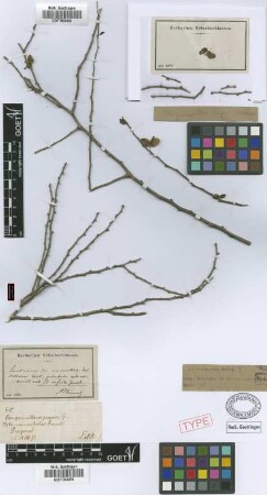Bougainvillea praecox Griseb. [holotype]