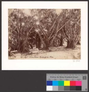 Alger. Jardin d´Essai. Rondpoint des Ficus