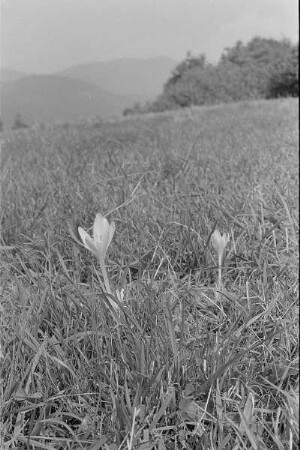 Čičmany. Akt-Pleinair 1980. Herbstzeitlose (Colchicum autumnale) auf einer Wiese
