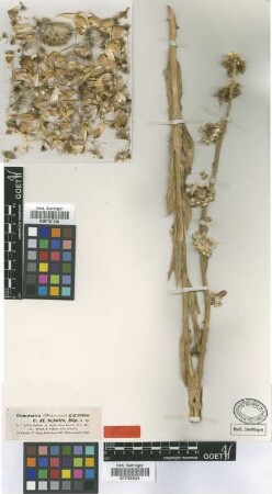 Centaurea gigantea Sch.Bip. ex Boiss. [type]