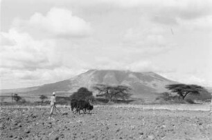 Pflügender Bauer (Äthiopienreise 1937/1938 - 6. Fahrt: von Addis Abeba zum Bishoftu See)