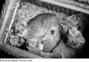 Leopardenbabys in einem Korb