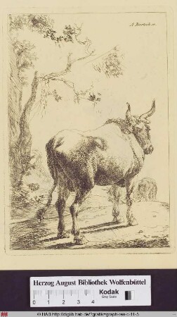 Stehender und sich umblickender Stier und Kuh.